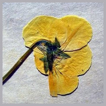 floressecas
