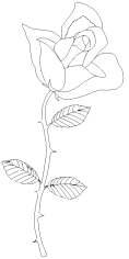 rosa dibuix sant jordi per pintar