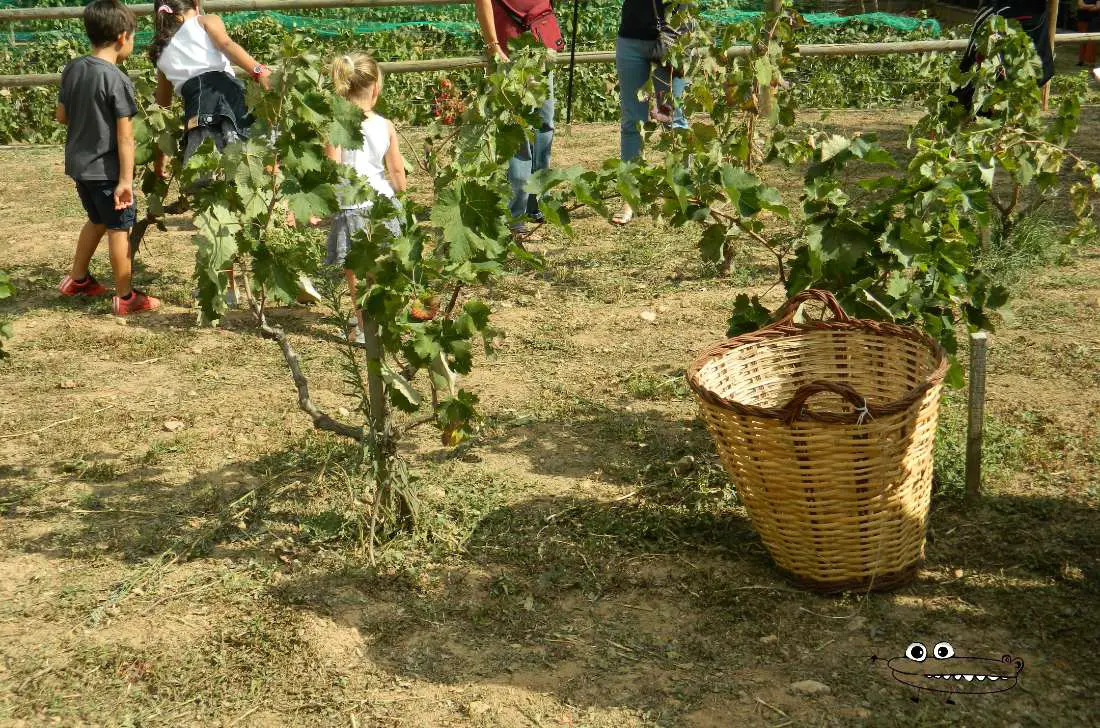 Actividades de recolectar la uva