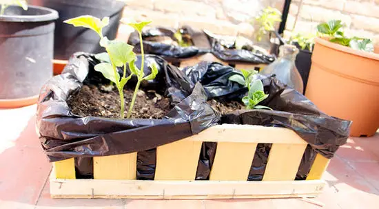 Cultivar verduras en cajas recicladas