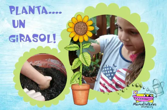 Cómo plantar un girasol