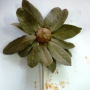 hojas secas flores[5]