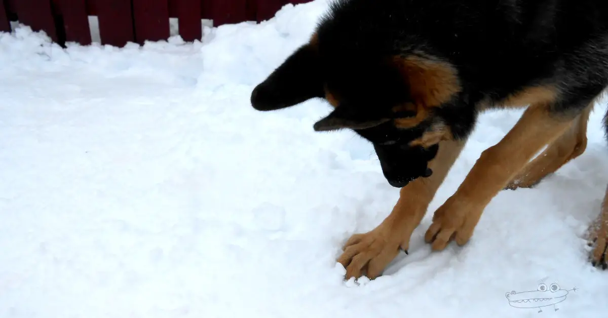 actividad enterrar cosas en la nieve
