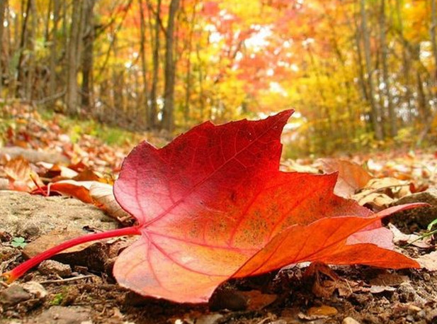 presentación Metáfora Hipócrita Hojas de Otoño de Cartulina -Manualidades Infantiles