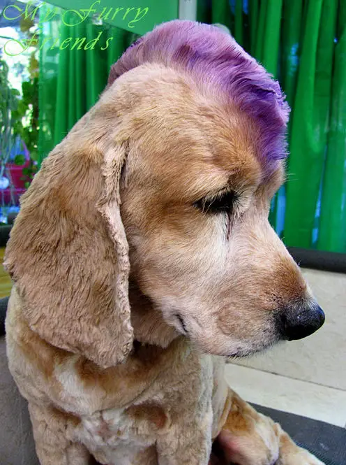 teñir el pelo mascota con tizas